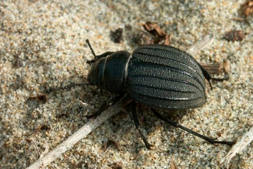 Pimelia muricata