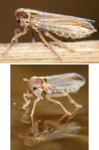 Kelisia sp.