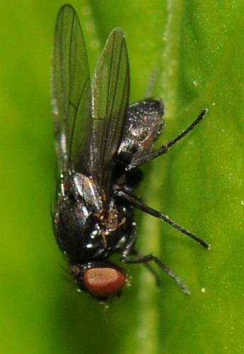 Ophiomyia sp.