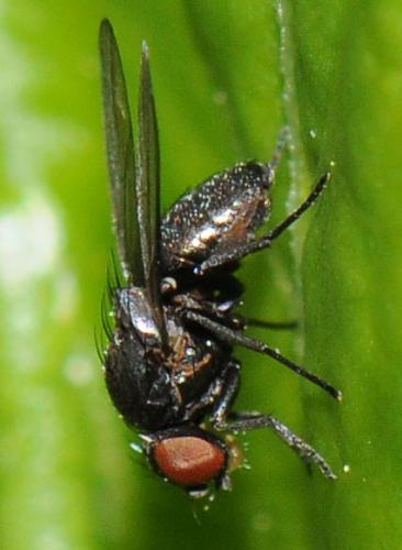 Ophiomyia sp.