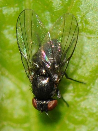 Réf. 54 693 : Ophiomyia sp.