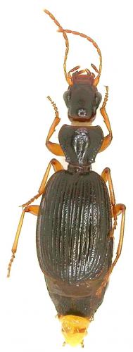 Réf. 54 191 : Cymindis alternans