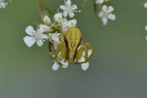 Runcinia grammica