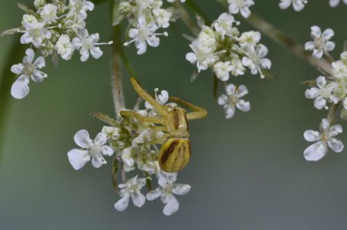 Runcinia grammica
