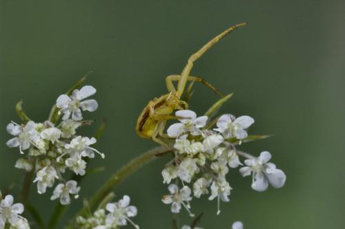 Runcinia grammica