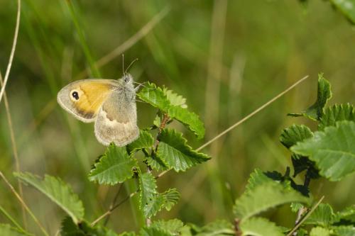 Réf. 54 922 : Coenonympha pamphilus