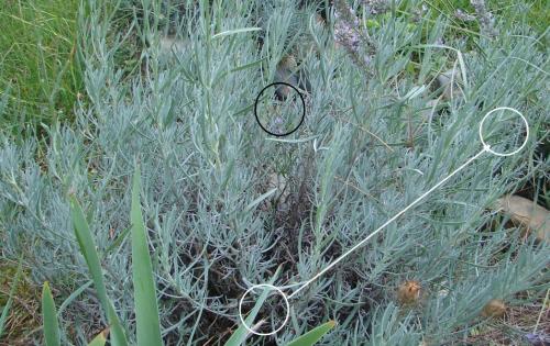 Argiope bruennichi