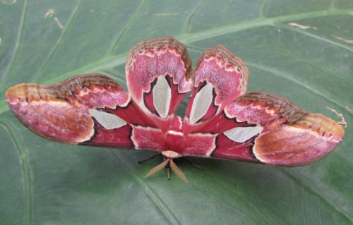 Rothschildia erycina