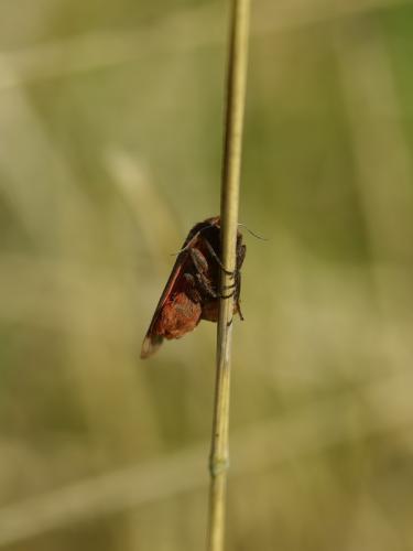 Phragmatobia fuliginosa