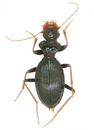 Réf. 54 192 : Leistus oopterus