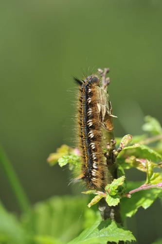 Réf. 54 738 : Euthrix potatoria