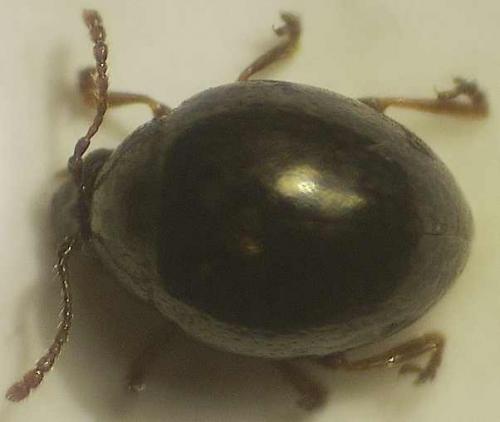 Mniophila muscorum