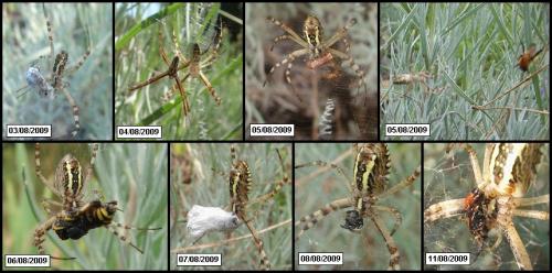 Argiope bruennichi