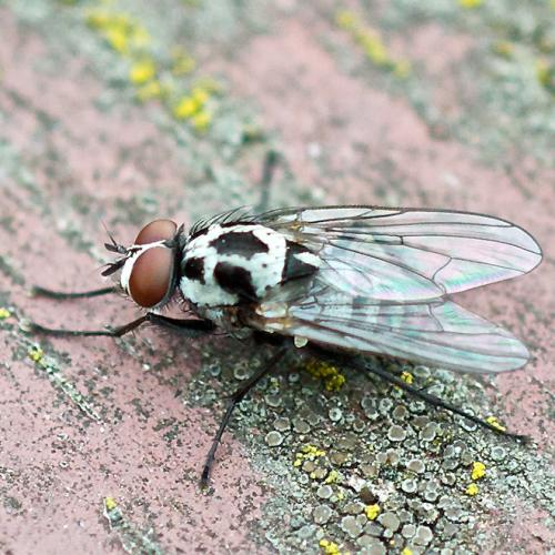 Réf. 54 202 : Anthomyia procellaris