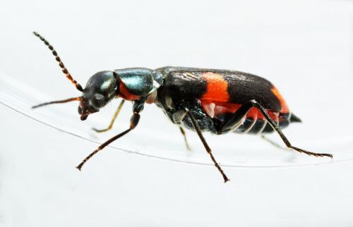 Réf. 54 707 : Anthocomus fasciatus