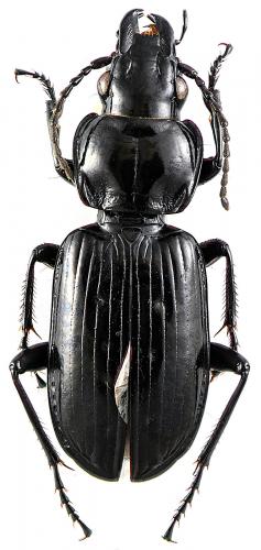 Pterostichus aterrimus