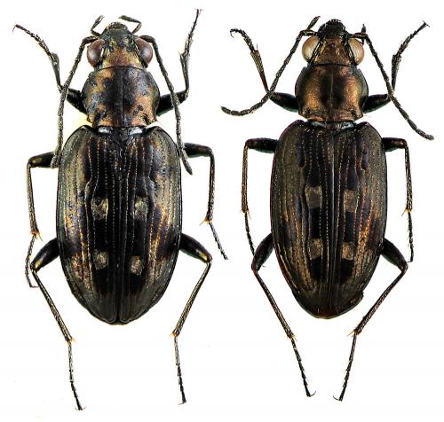Bembidion litorale