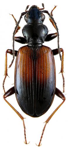 Bembidion eques
