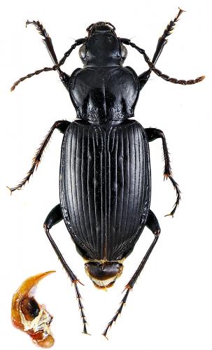 Pterostichus quadrifoveolatus