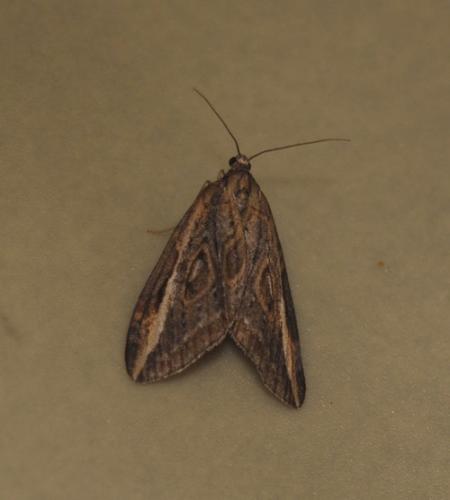 Chesias legatella