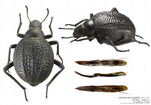 Réf. 54 283 : Adesmia microcephala