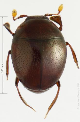 Réf. 54 623 : Abraeus perpusillus