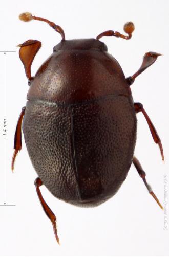 Abraeus parvulus