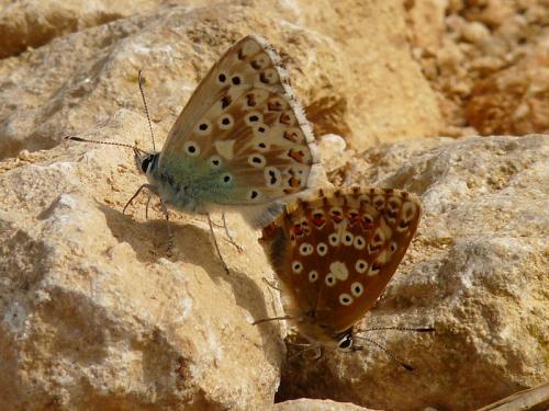 Réf. 54 320 : Polyommatus coridon
