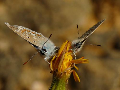 Polyommatus sp.