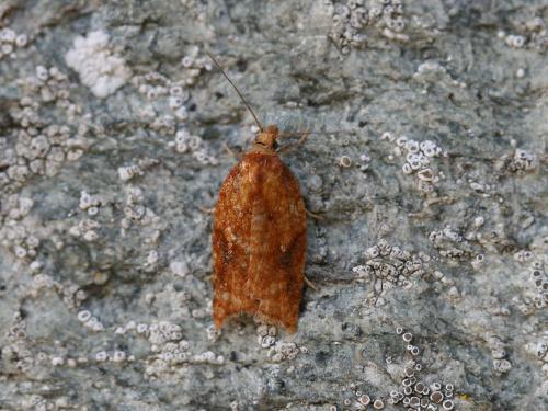 Acleris sp.