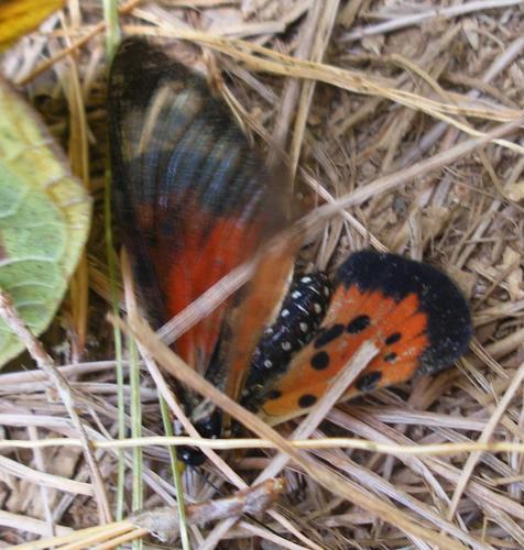 Réf. 54 051 : Acraea masamba