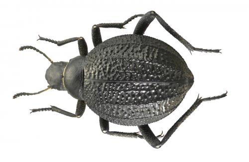 Réf. 54 213 : Adesmia microcephala
