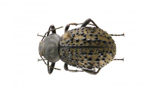 Micrantereus anomalus