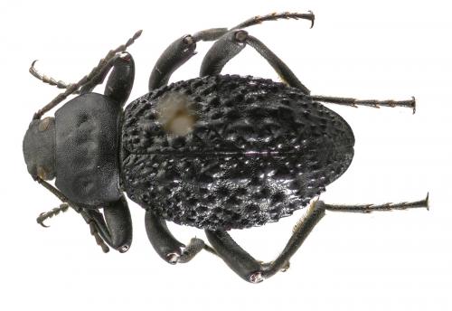 Micrantereus anomalus