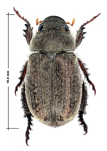 Réf. 54 319 : Adoretus sp.