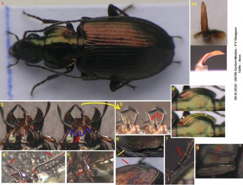 Réf. 54 761 : Agonum muelleri