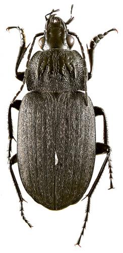 Agostenus sulcicollis