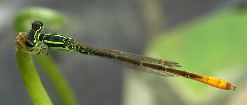 Réf. 54 906 : Agriocnemis minima