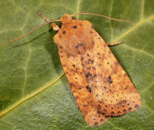 Réf. 54 857 : Conistra rubiginea