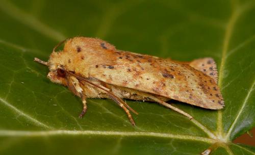Réf. 54 856 : Conistra rubiginea
