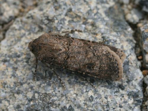 Réf. 54 441 : Agrotis segetum