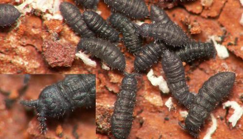 Réf. 54 361 : Xenylla sp.