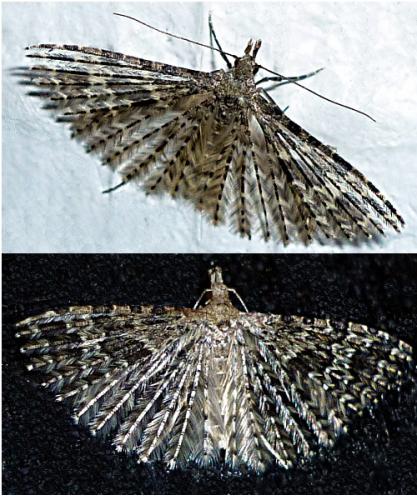 Alucita hexadactyla