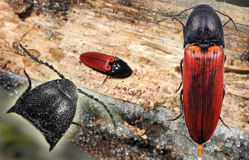 Réf. 54 821 : Ampedus sanguineus