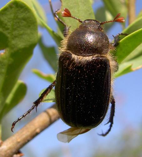 Amphimallon atrum
