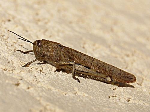 Réf. 54 814 : Anacridium aegyptium