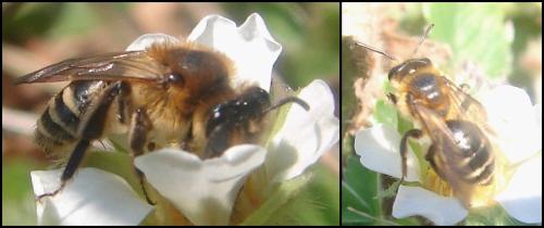 Andrena propinqua