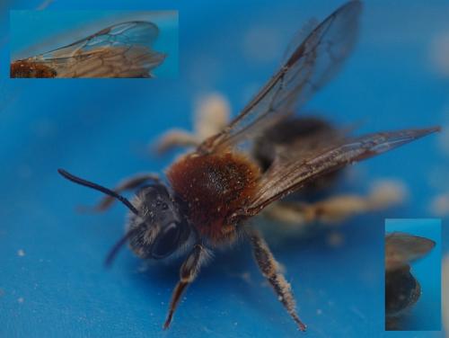 Réf. 54 118 : Andrena haemorrhoa