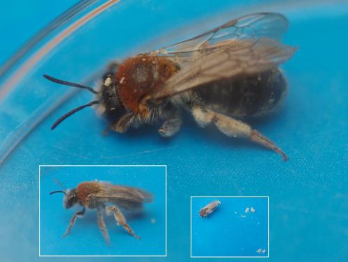 Andrena haemorrhoa