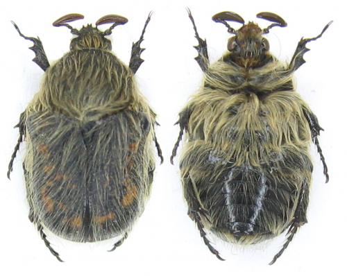 Euphoria pilipennis